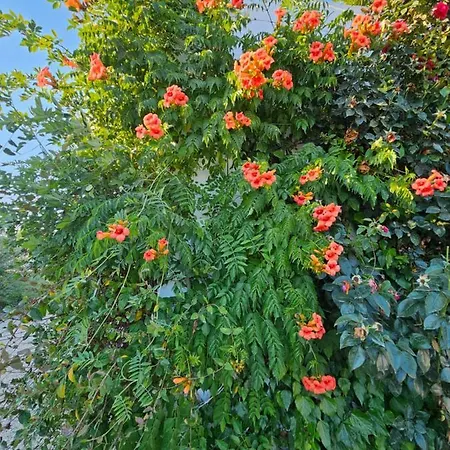 Hacienda De Mare ホテル
