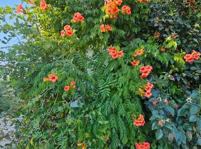 Hacienda De Mare Hotel